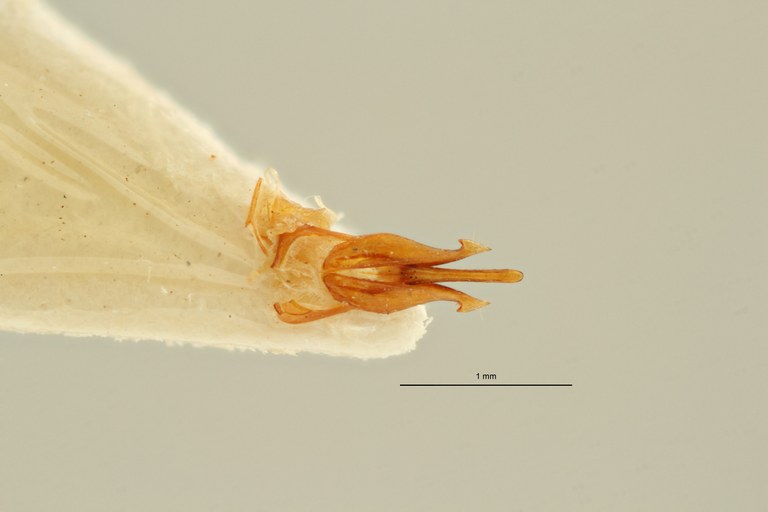 Megapenthes pauper lt M Aedeagus ZS PMax Scaled.jpeg Megapenthes pauper lt M Aedeagus ZS PMax Scaled.jpeg
