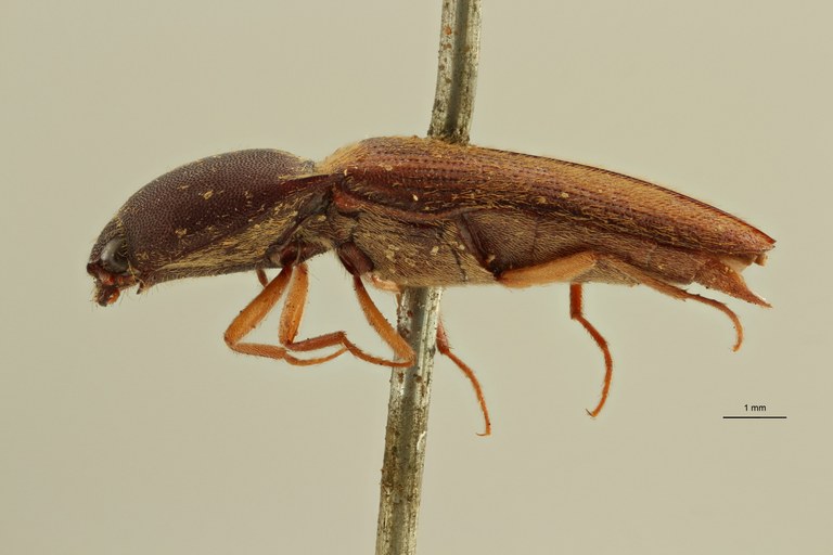 Megapenthes pauper lt M L ZS PMax Scaled.jpeg Megapenthes pauper lt M L ZS PMax Scaled.jpeg