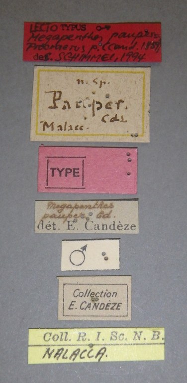 Megapenthes pauper lt M Lb.jpg Megapenthes pauper lt M Lb.jpg