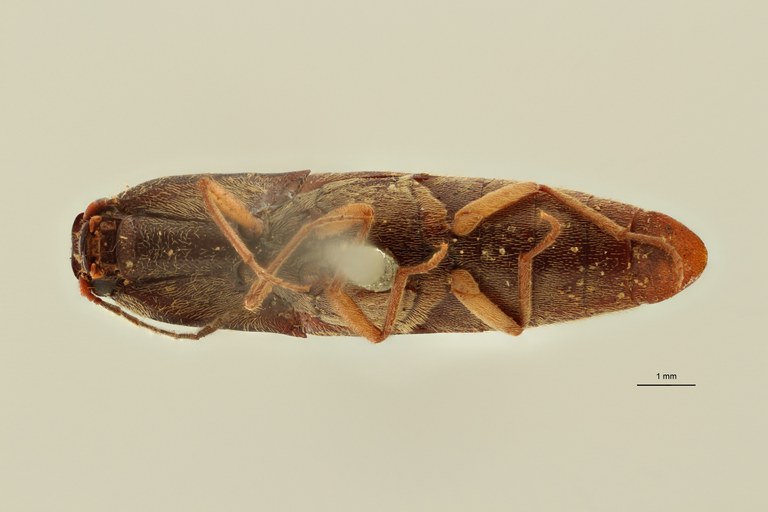 Megapenthes pauper lt M V ZS PMax Scaled.jpeg