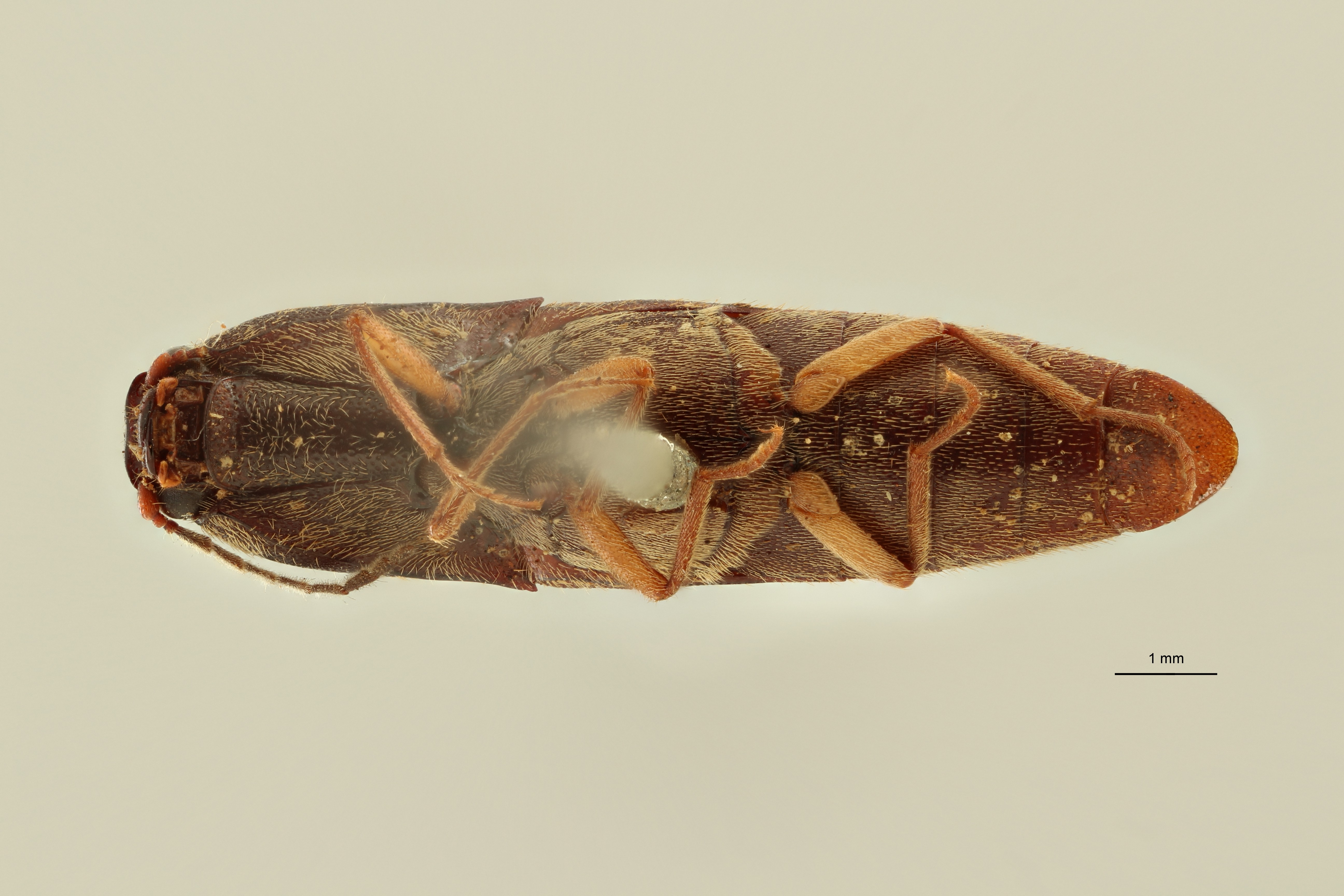 Megapenthes pauper lt M V ZS PMax Scaled.jpeg