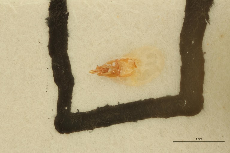Megapenthes perditus lt M Aedeagus ZS PMax Scaled.jpeg Megapenthes perditus lt M Aedeagus ZS PMax Scaled.jpeg