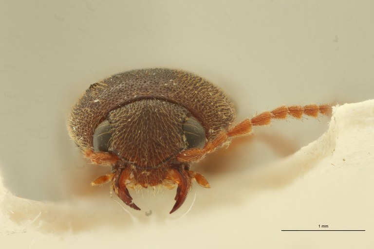 Megapenthes perditus lt M F ZS PMax Scaled.jpeg Megapenthes perditus lt M F ZS PMax Scaled.jpeg