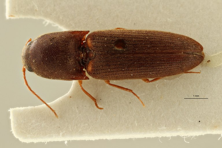 Megapenthes perditus lt M D ZS PMax Scaled.jpeg Megapenthes perditus lt M D ZS PMax Scaled.jpeg