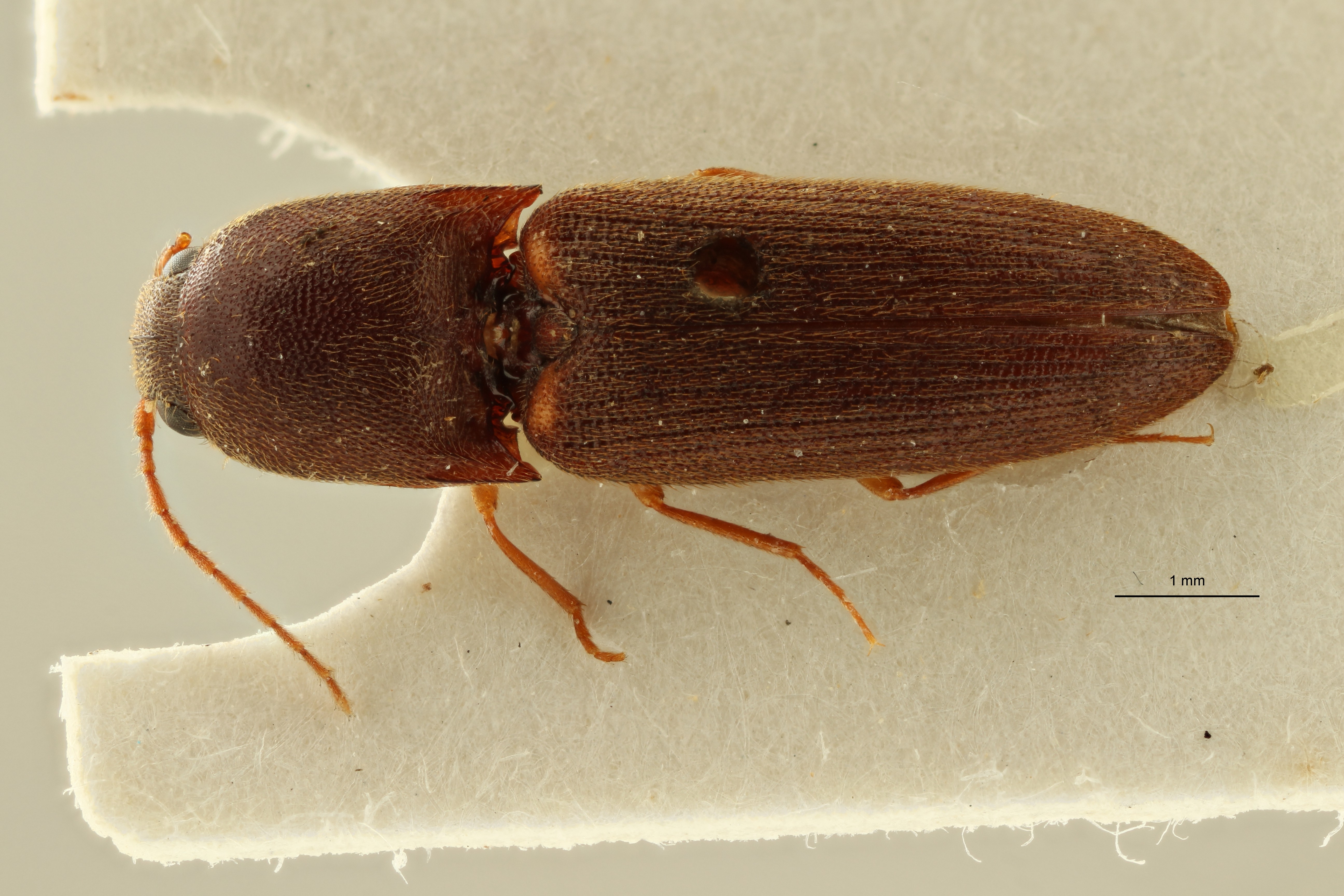 Megapenthes perditus lt M D ZS PMax Scaled.jpeg
