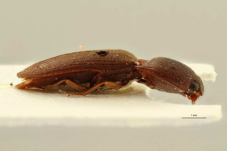 Megapenthes perditus lt M L ZS PMax Scaled.jpeg Megapenthes perditus lt M L ZS PMax Scaled.jpeg
