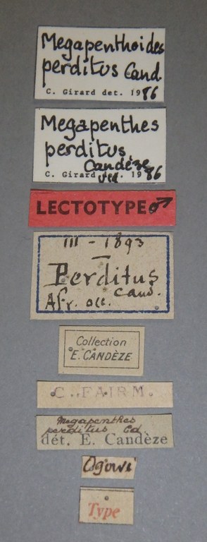 Megapenthes perditus lt M Lb.jpg Megapenthes perditus lt M Lb.jpg