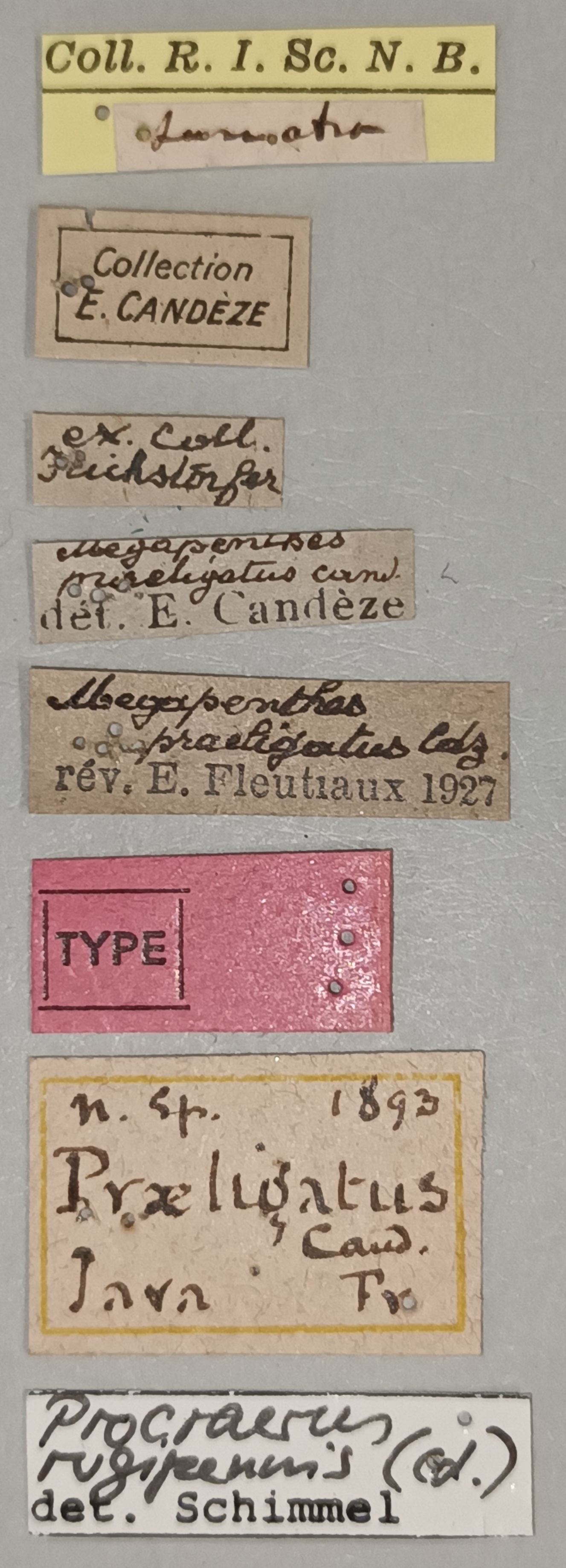 Megapenthes praeligatus T Labels.jpg