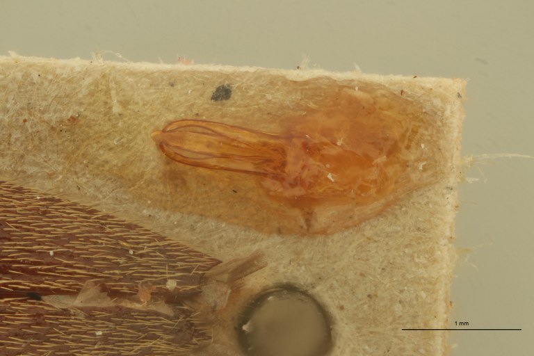 Megapenthes punctulatus M Lt Aedeagus.jpg Megapenthes punctulatus M Lt Aedeagus.jpg