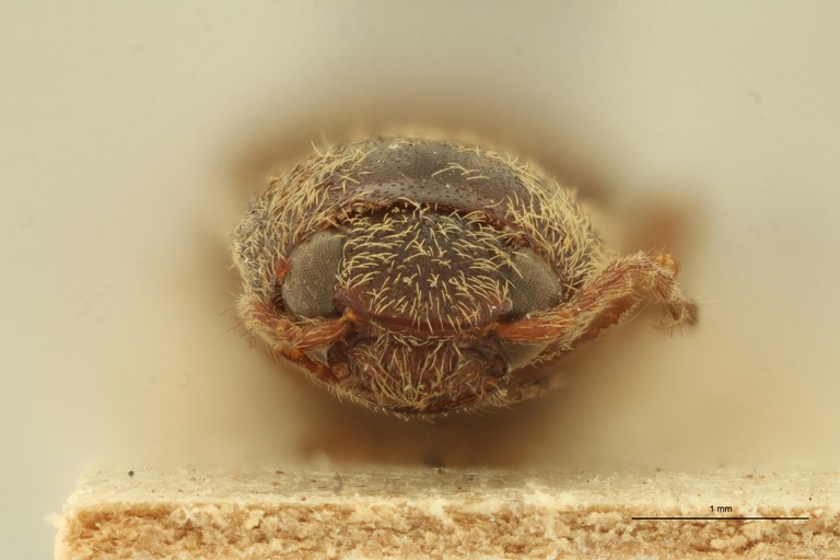 Megapenthes punctulatus M Lt F.jpg Megapenthes punctulatus M Lt F.jpg
