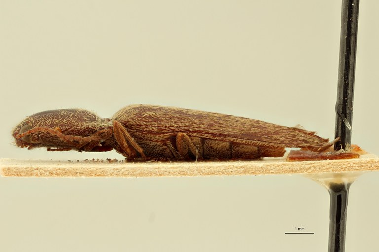 Megapenthes punctulatus M Lt L.jpg Megapenthes punctulatus M Lt L.jpg
