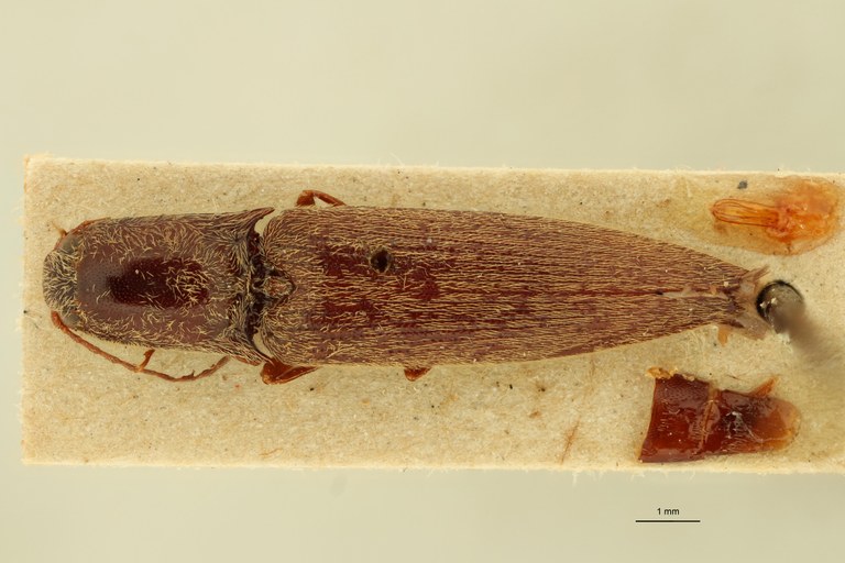 Megapenthes punctulatus M Lt D.jpg Megapenthes punctulatus M Lt D.jpg