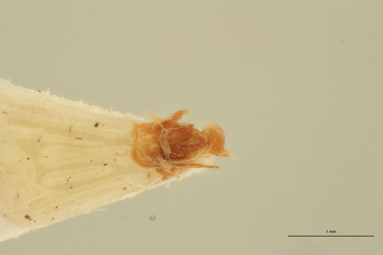 Megapenthes remotus M Lt Aedeagus.jpg Megapenthes remotus M Lt Aedeagus.jpg