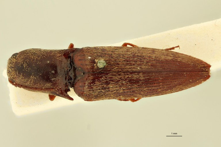 Megapenthes remotus M Lt D.jpg Megapenthes remotus M Lt D.jpg