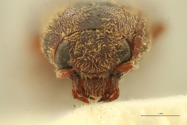 Megapenthes remotus M Lt F.jpg Megapenthes remotus M Lt F.jpg