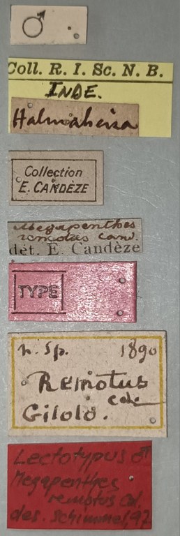 Megapenthes remotus M Lt Labels.jpg Megapenthes remotus M Lt Labels.jpg