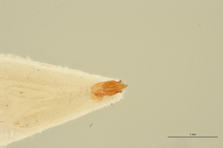 Megapenthes rugipennis M Lt Aedeagus.jpg Megapenthes rugipennis M Lt Aedeagus.jpg