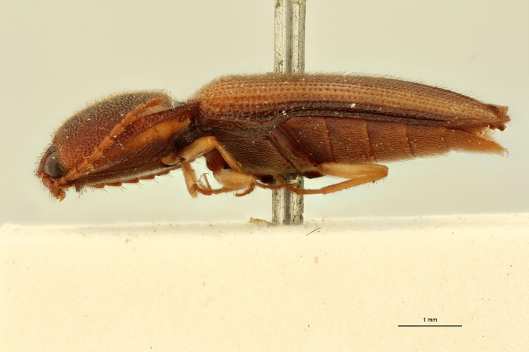 Megapenthes rugipennis M Lt L.jpg Megapenthes rugipennis M Lt L.jpg