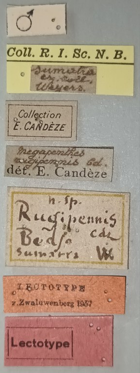 Megapenthes rugipennis M Lt Labels.jpg Megapenthes rugipennis M Lt Labels.jpg