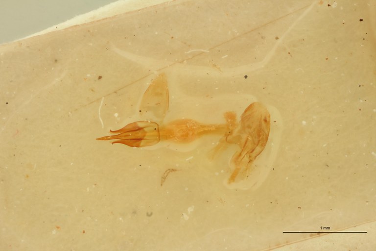 Megapenthes secundus M Lt Aedeagus.jpg Megapenthes secundus M Lt Aedeagus.jpg