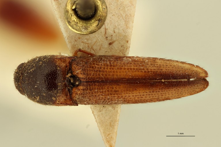 Megapenthes secundus M Lt D.jpg Megapenthes secundus M Lt D.jpg
