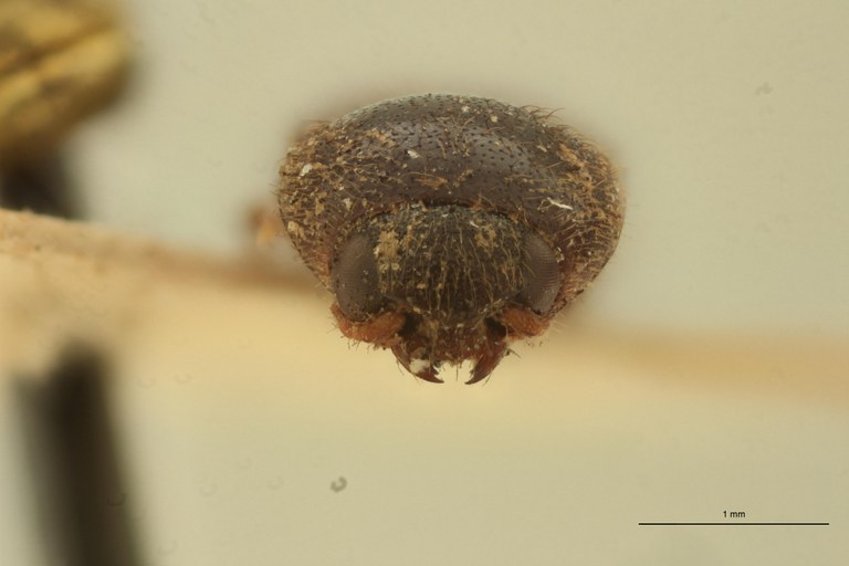 Megapenthes secundus M Lt F.jpg Megapenthes secundus M Lt F.jpg