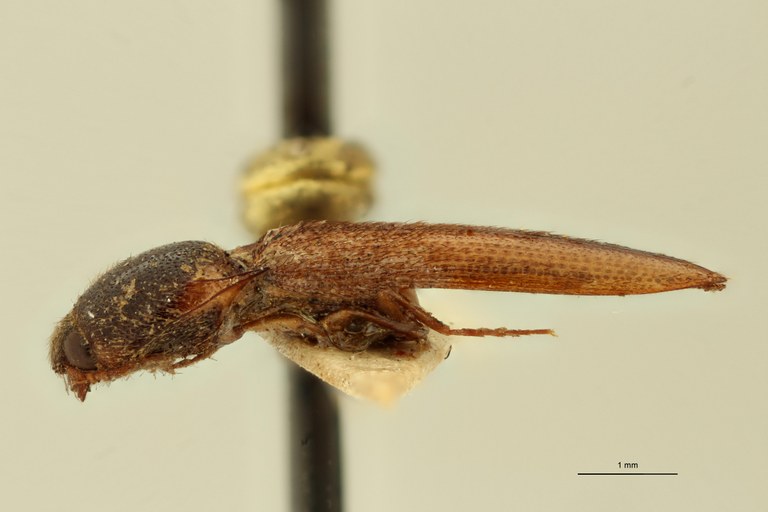 Megapenthes secundus M Lt L.jpg Megapenthes secundus M Lt L.jpg