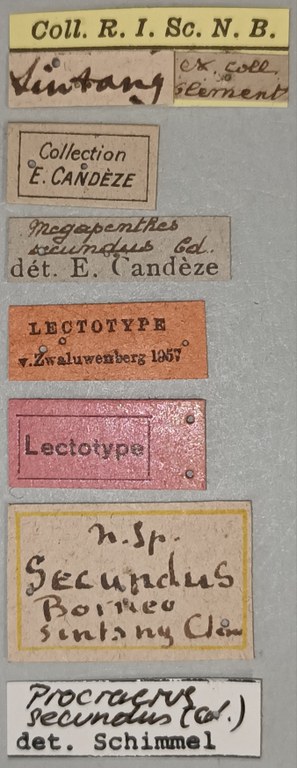 Megapenthes secundus M Lt Labels.jpg Megapenthes secundus M Lt Labels.jpg
