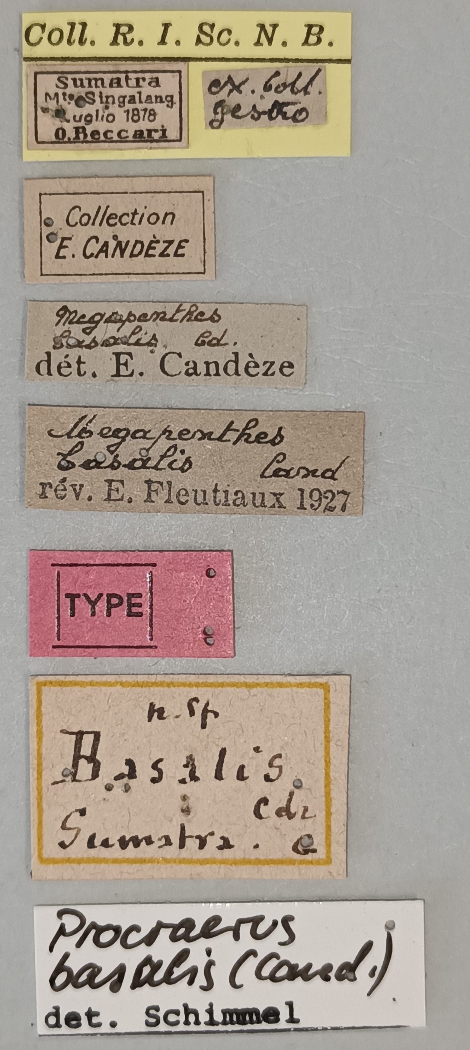 Megapenthes seniculus Lt Labels.jpg