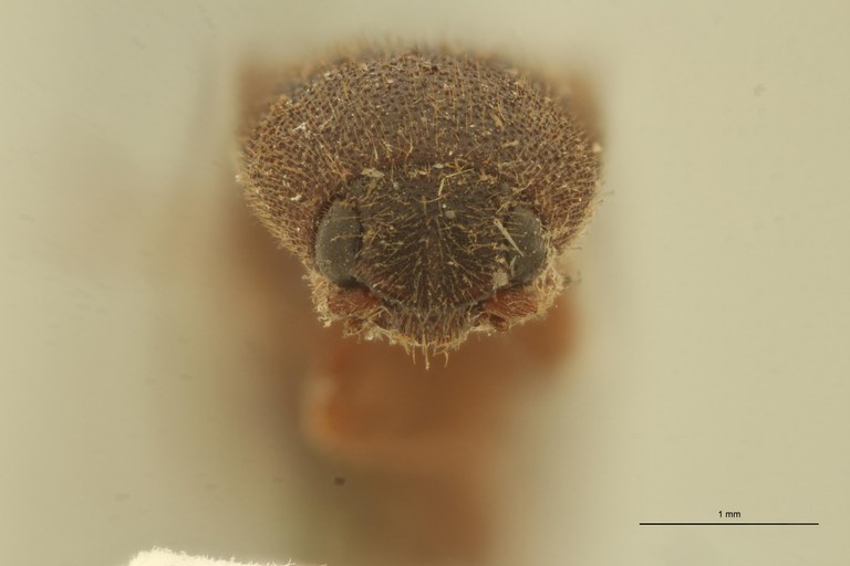 Megapenthes sondanicus F T F.jpg Megapenthes sondanicus F T F.jpg