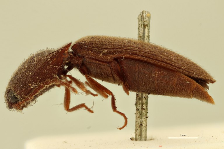 Megapenthes sondanicus F T L.jpg Megapenthes sondanicus F T L.jpg