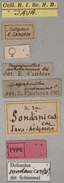 Megapenthes sondanicus F T Labels.jpg Megapenthes sondanicus F T Labels.jpg