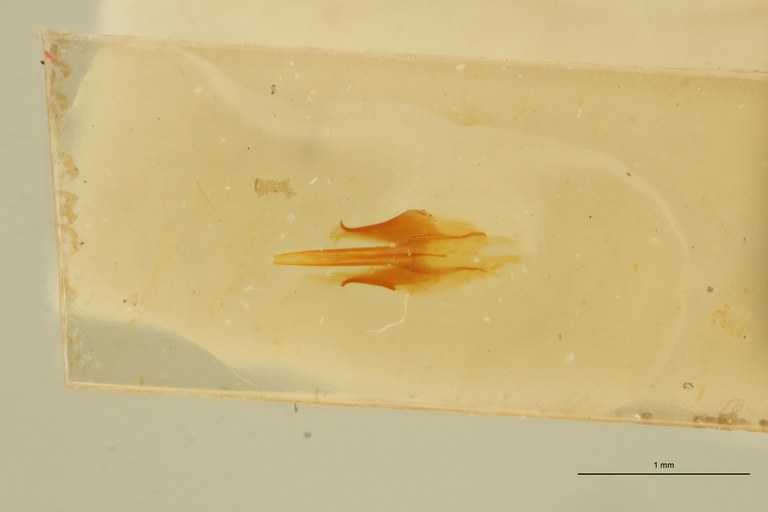 Megapenthes umbilicatus M Plt Aedeagus.jpg Megapenthes umbilicatus M Plt Aedeagus.jpg