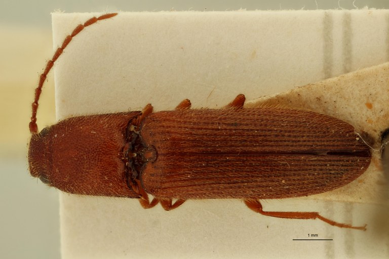 Megapenthes umbilicatus M Plt D.jpg Megapenthes umbilicatus M Plt D.jpg