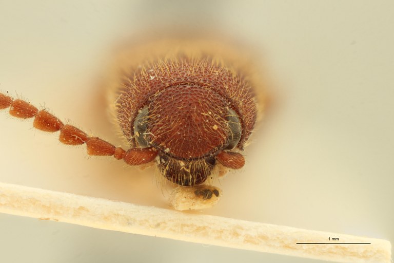 Megapenthes umbilicatus M Plt F.jpg Megapenthes umbilicatus M Plt F.jpg