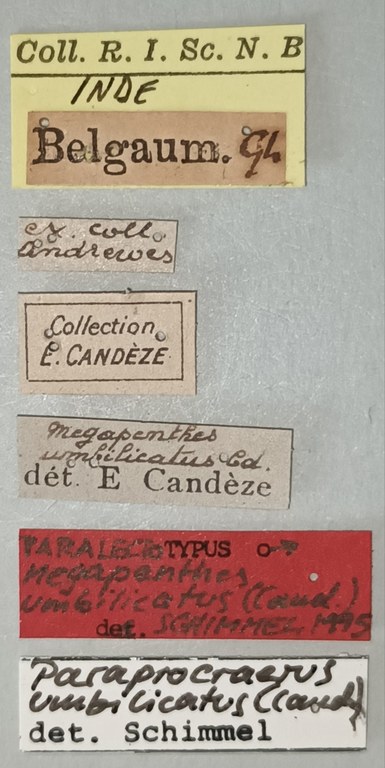 Megapenthes umbilicatus M Plt Labels.jpg Megapenthes umbilicatus M Plt Labels.jpg