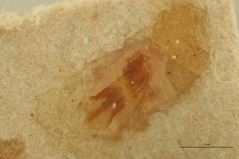 Megapenthes umbilicatus M Lt Aedeagus.jpg Megapenthes umbilicatus M Lt Aedeagus.jpg