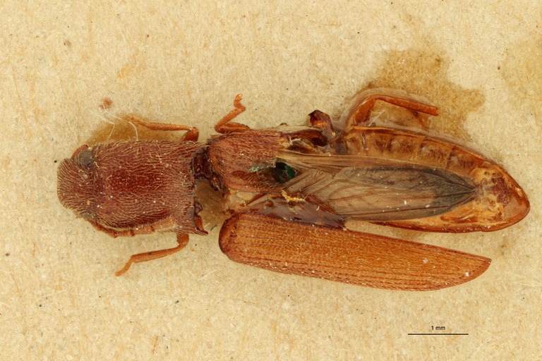 Megapenthes umbilicatus M Lt D.jpg Megapenthes umbilicatus M Lt D.jpg