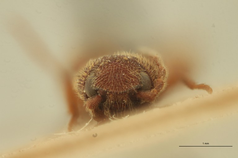 Megapenthes umbilicatus M Lt F.jpg Megapenthes umbilicatus M Lt F.jpg