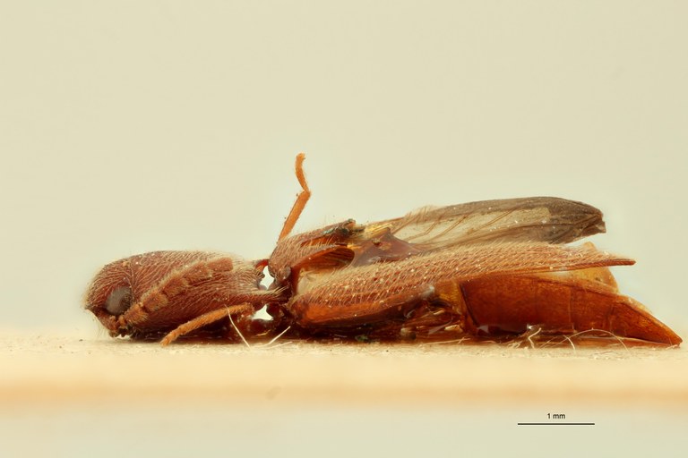 Megapenthes umbilicatus M Lt L.jpg Megapenthes umbilicatus M Lt L.jpg