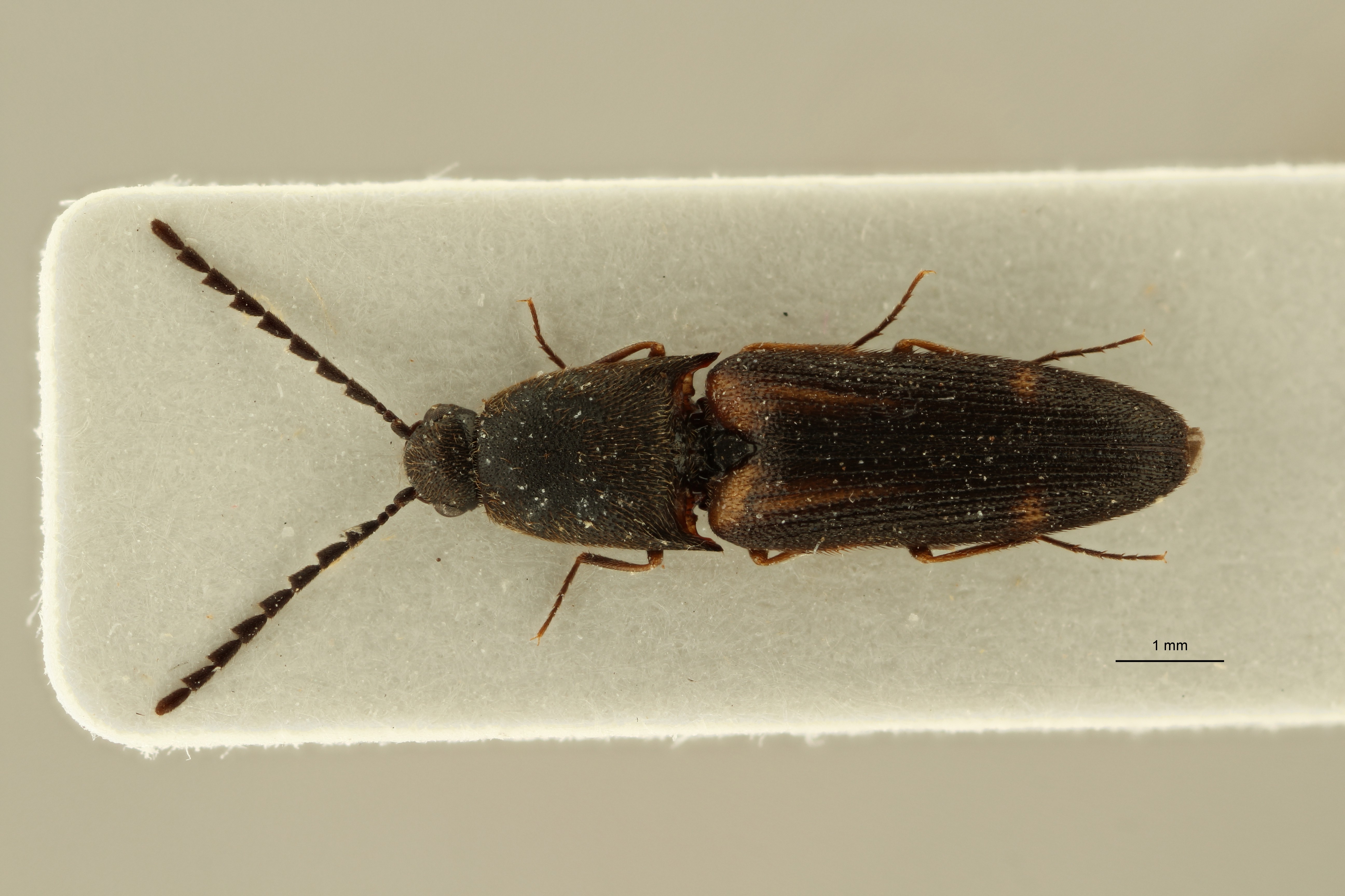 Megapenthes yunnanus pt M D ZS PMax Scaled.jpeg