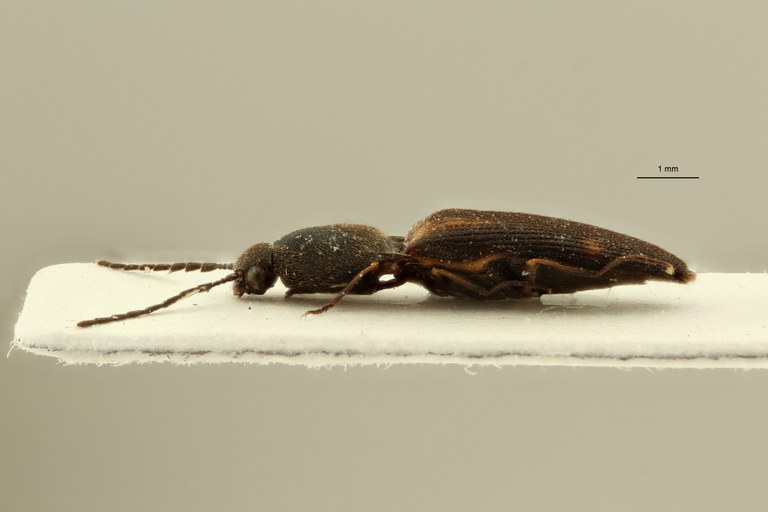 Megapenthes yunnanus pt M L ZS PMax Scaled.jpeg Megapenthes yunnanus pt M L ZS PMax Scaled.jpeg
