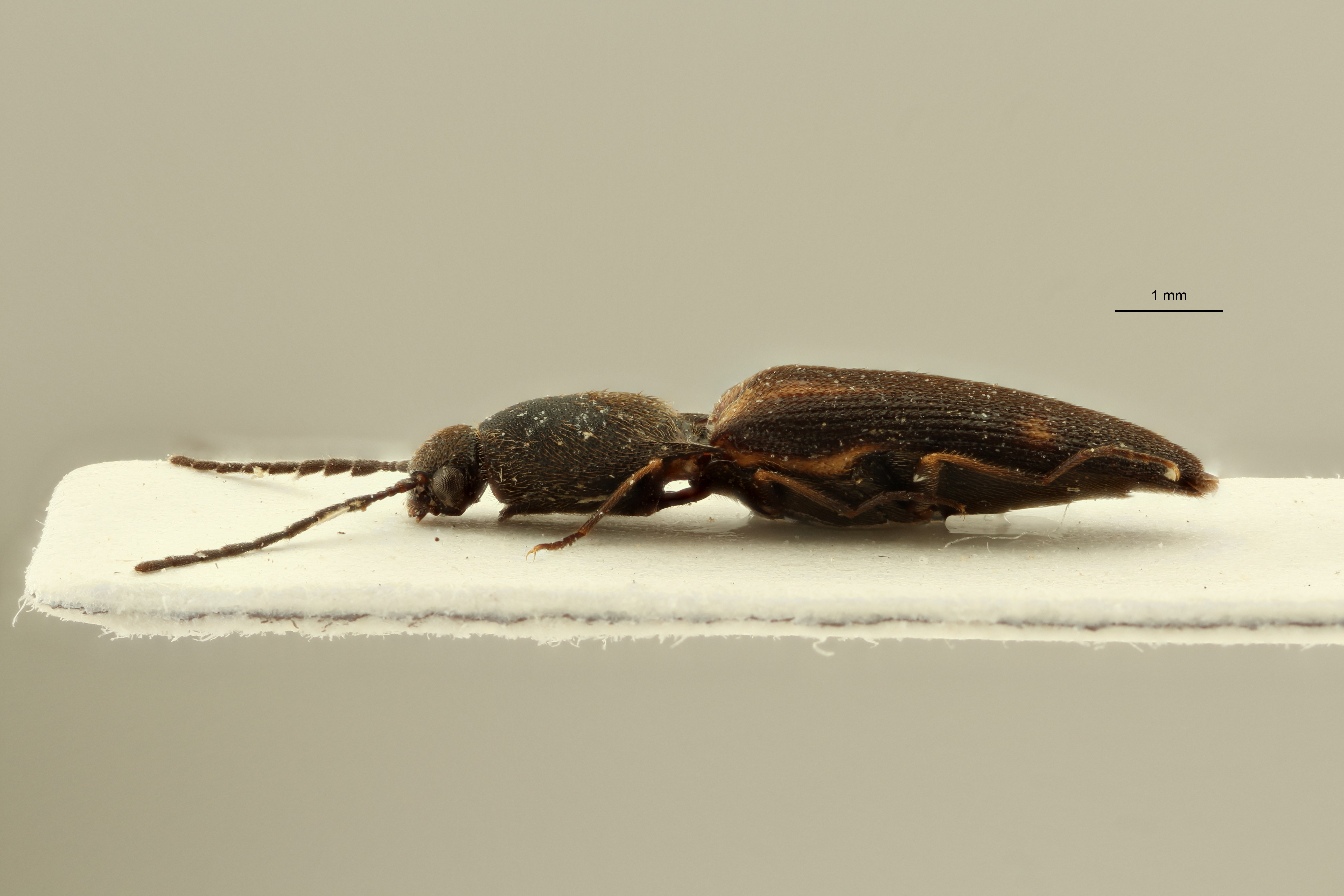 Megapenthes yunnanus pt M L ZS PMax Scaled.jpeg