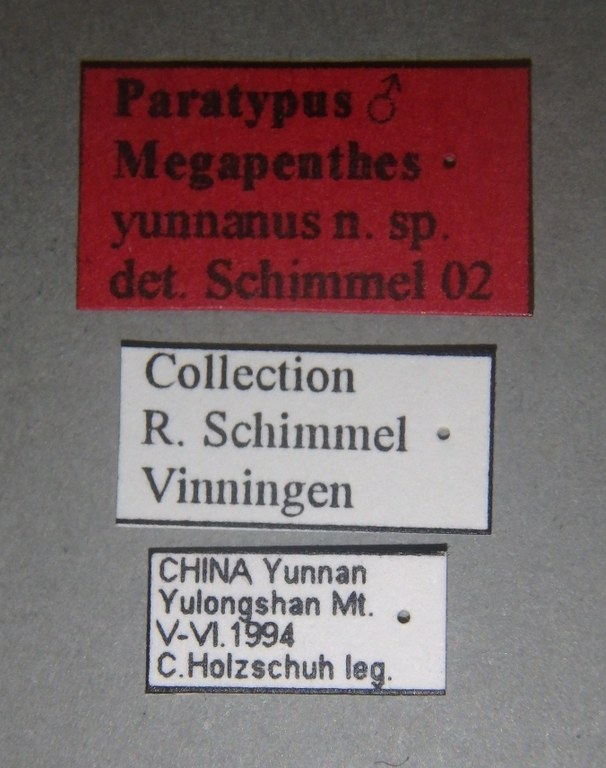 Megapenthes yunnanus pt M Lb.jpg Megapenthes yunnanus pt M Lb.jpg