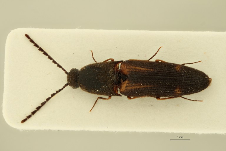 Megapenthes yunnanus M Pt D.jpg Megapenthes yunnanus M Pt D.jpg