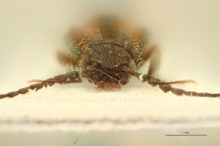 Megapenthes yunnanus M Pt F.jpg Megapenthes yunnanus M Pt F.jpg