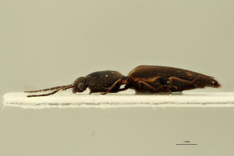 Megapenthes yunnanus M Pt L.jpg Megapenthes yunnanus M Pt L.jpg
