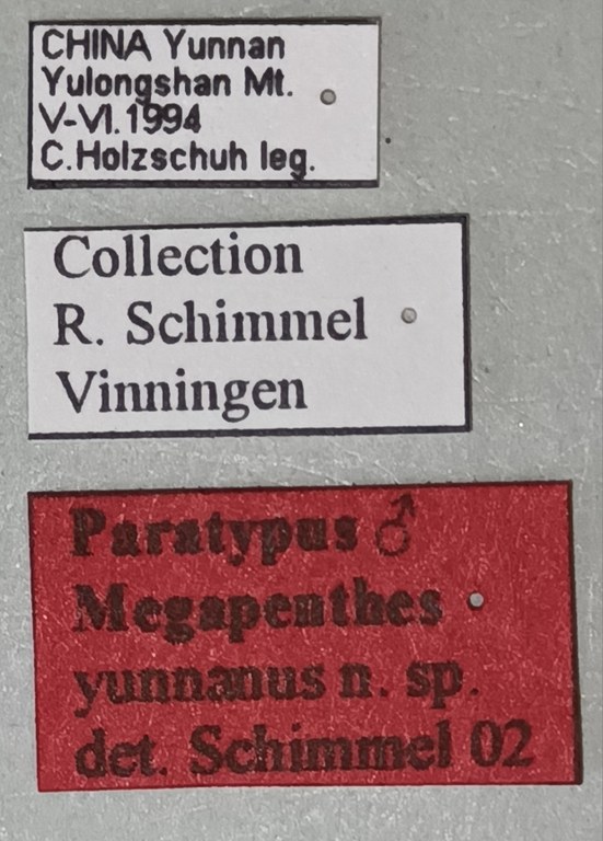 Megapenthes yunnanus M Pt Labels.jpg Megapenthes yunnanus M Pt Labels.jpg