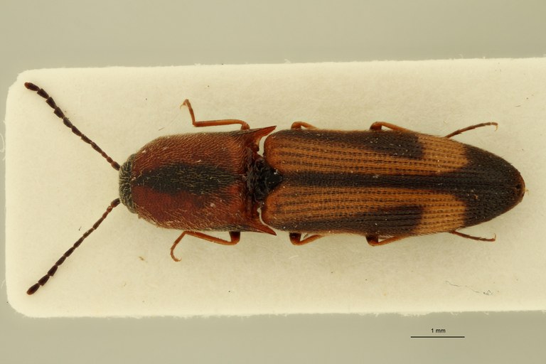 Megapenthes yunnanus F Pt D.jpg