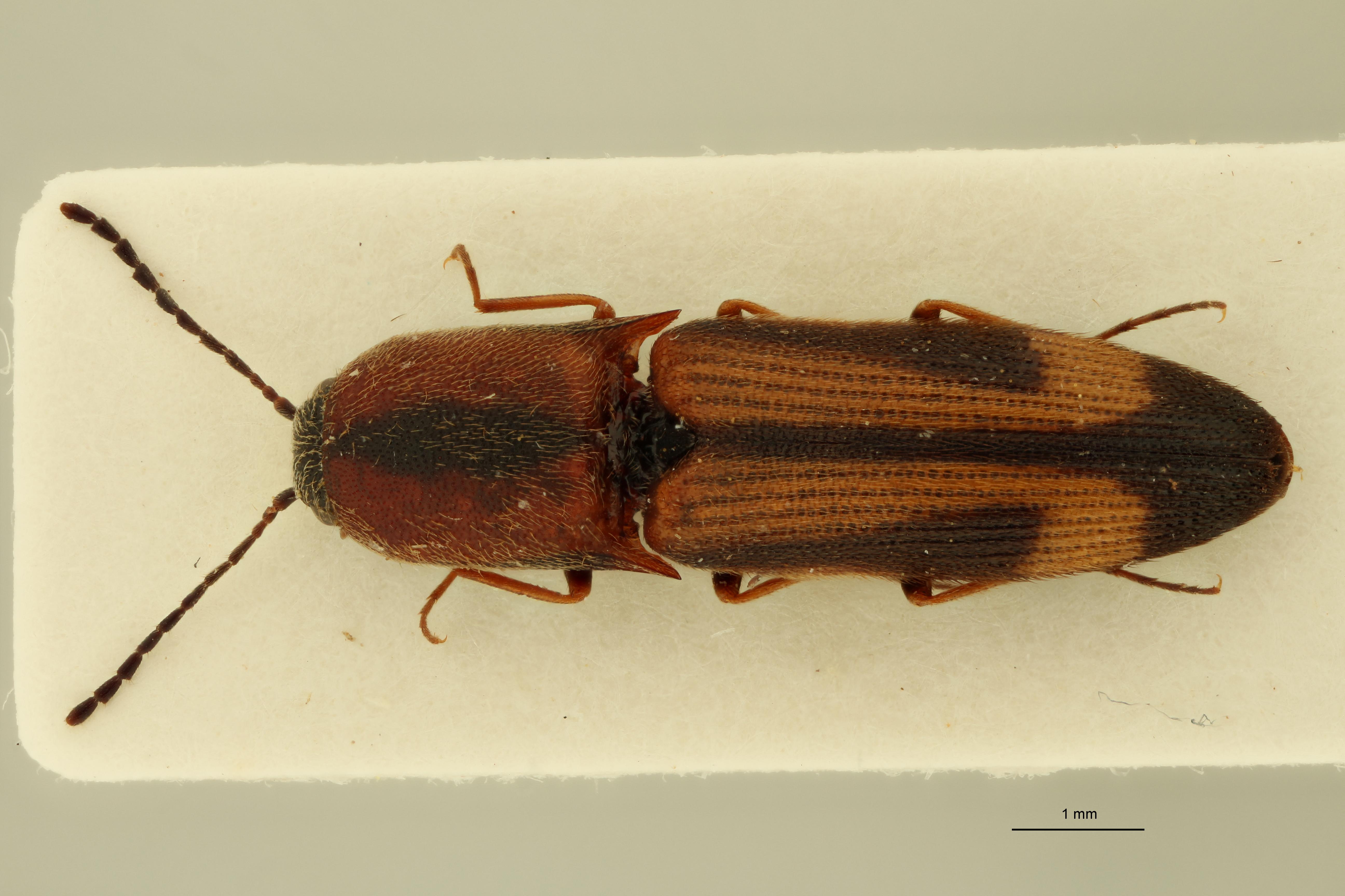 Megapenthes yunnanus F Pt D.jpg